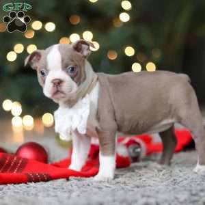 Marla, Boston Terrier Puppy